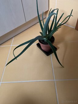 Aloe - 2
