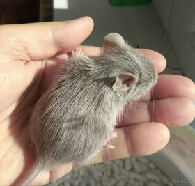 osmák degu - 2