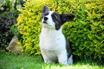 Welsh corgi cardigan - 2