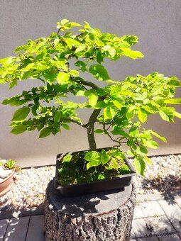 Tvarovaný strom, bonsai, niwaki, yamadori - 2