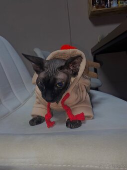 sphynx koťátko - 2