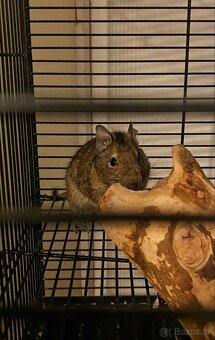 Osmák degu - 2