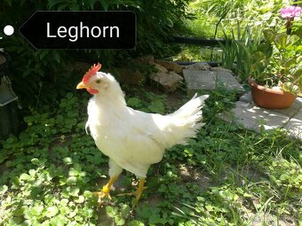 Prodám kohouta Leghorn, Vlaška rodobarva, Legbar cream - 2