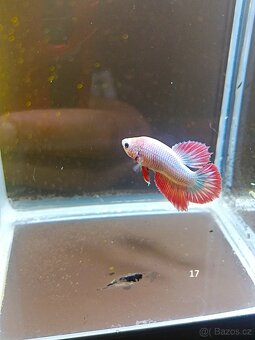 Betta Splendens - Betta bojovnice (samec 17) - 2