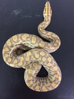 Epicrates cenchria cenchria a maurus,python regius - 2