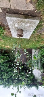 Dvě Aky jedlé - Acca sellowiana - Fejchoa - 2