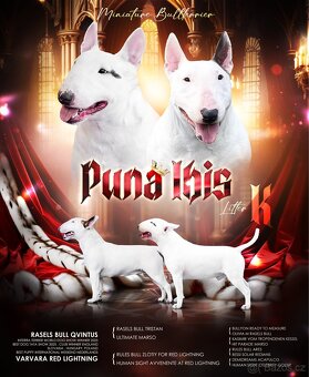 Miniaturní bulteriér - 2