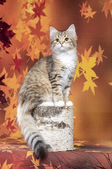 Sibiřská kočka -  kočička s PP - 2