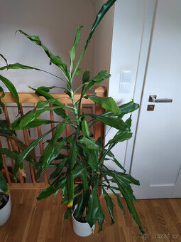 Dracéna (dracaena fragrans) - 2