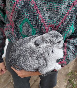 Krásný Zakrslý Králíček - 2