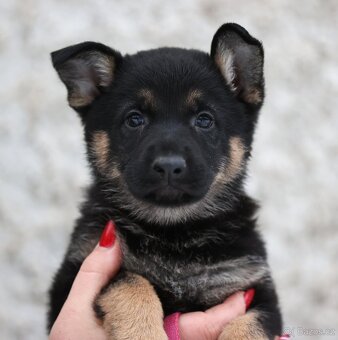 Německý ovčák - štěňata s PP - 2