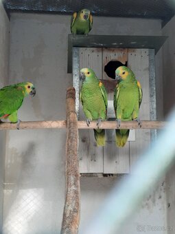 Amazoňan modročelý jižní - xanthopteryx - 2