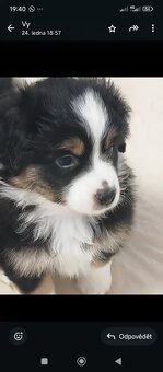 Štěňata Miniaturní Americký ovčák s PP(FCI) - 2