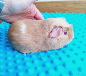 Morče - morčata - samička z reg. CHS - 2