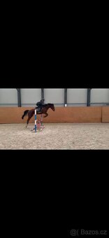 5ti letá klisna - 2