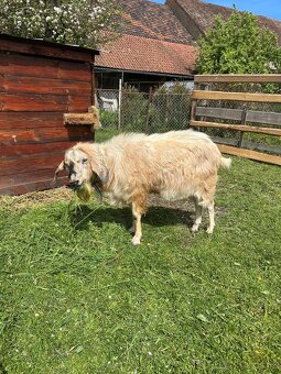 Prodáme Anglonubijské kozly - 2