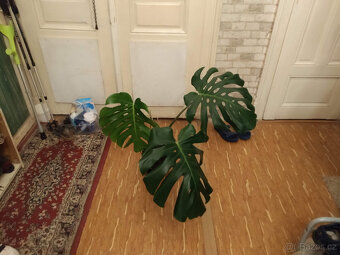 Monstera - 2