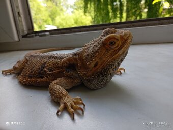 Agama vouskata - 2