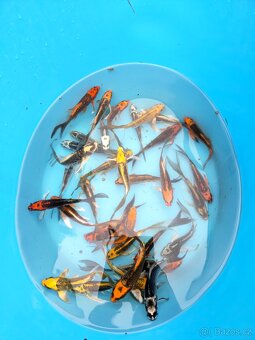 Butterfly koi - 2
