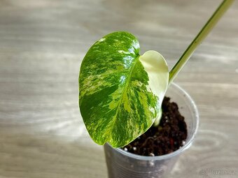 Monstera Deliciosa Albo Variegata - 2