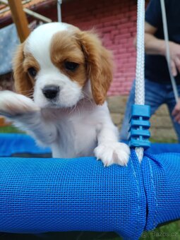 Kavalír King Charles Španěl - chlapeček. - 2