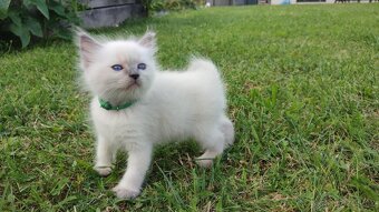 Ragdoll koťátka - 2