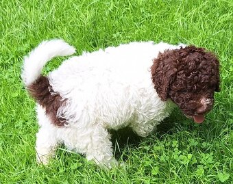 Lagotto romagnolo - pejsek - 2