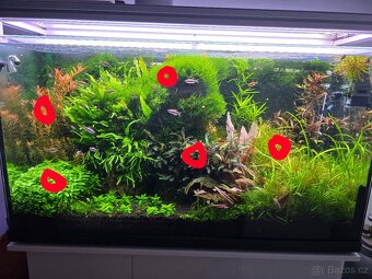 Prodám akvarijní rostliny rotala hra, javsky mech, Cryptocor - 2