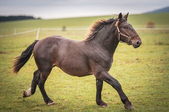 Prodám hřebečka - 2