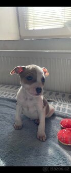 Americký stafordšírský teriér - 2