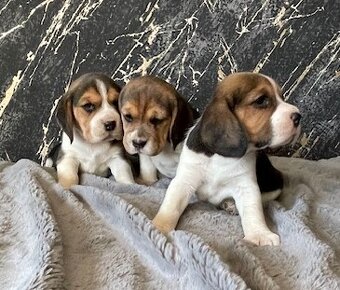 Štěňata bígl, štěně beagle tricolor - 2