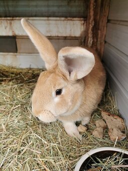 chovný sameček - 2