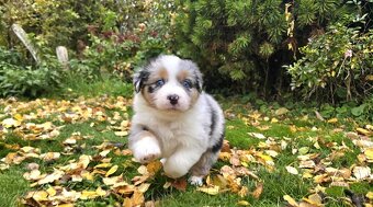 australský ovčák - štěňata s PP - 2