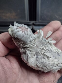 Prodám andulky helikoptéry - 2