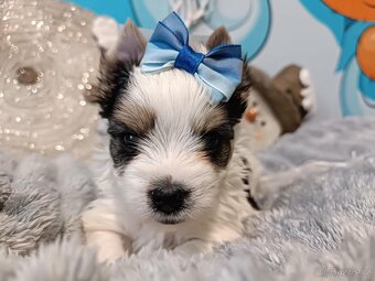 Biewer, golddust jorkšírský teriér s PP - 2