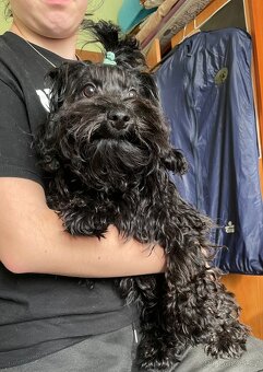 Ruská barevná bolonka s PP - 2