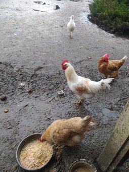 Kohouti do chovu - 2