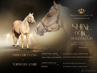 připouštění - palomino hřebec AQH - SHINE CHIC HOLLYWOOD - 2