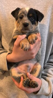 Australský honácký pes - 2