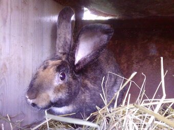 Dalmatinský strakáč rex - 2