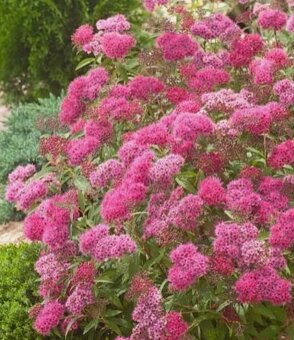 Tavolník japonský bumaldův 'Anthony Waterer' - 2