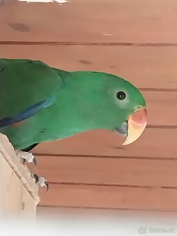 Prodám eklektus různobarevný - 2