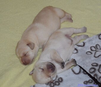 Žlutá štěňátka labrador retrievera s PP - chlapečci - 2