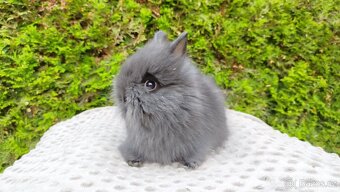 Zakrslý králík, králíček -(TEDDY)-OLAF,OLIVER,OLINA - 2
