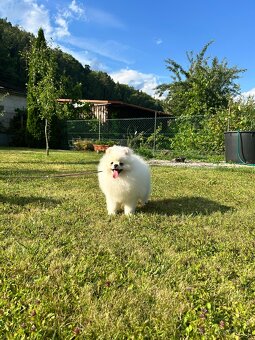 Pomeranian s PP, chovatelská stanica Nucháčik poms - 2