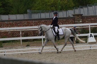 PONY valach - 2