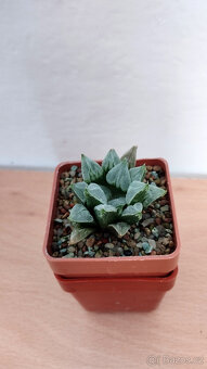 Haworthia 'Love Heart' ( sukulent ) - 2