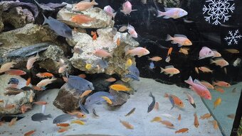 Krmení pro ryby Tlamovci Malawi - 2