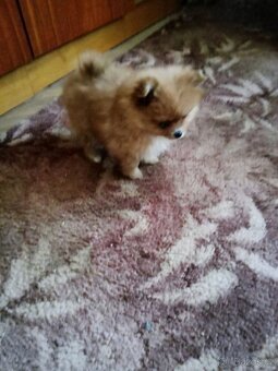 Německý špic trpasličí - 2