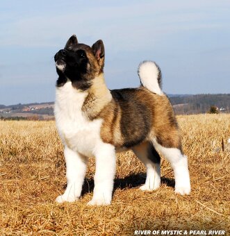 Americká Akita - 2